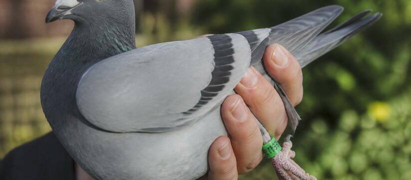 Редакция 45.RU помогла спасти голубя на дачном участке Кургана Редакция 45.RU помогла спасти голубя на дачном ...
