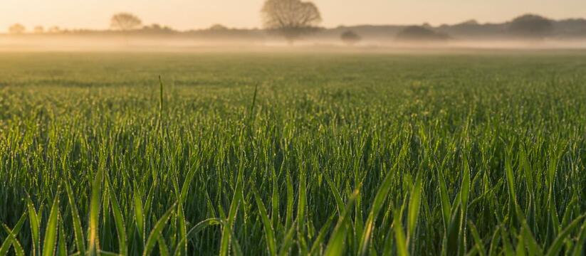 Озимые в Зауралье взошли дружно: вредителей нашли, но они не опасны Специалисты Россельхозцентра проверили озимые в...