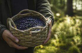 Россияне собирают лишь малую часть дикорастущих...