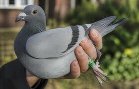 Редакция 45.RU помогла спасти голубя на дачном ...